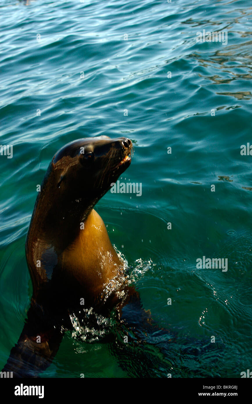 Seelöwen, von Isla Los Islotes, südlichen Meer von Cortez, Baja California del Sur, Mexiko Stockfoto