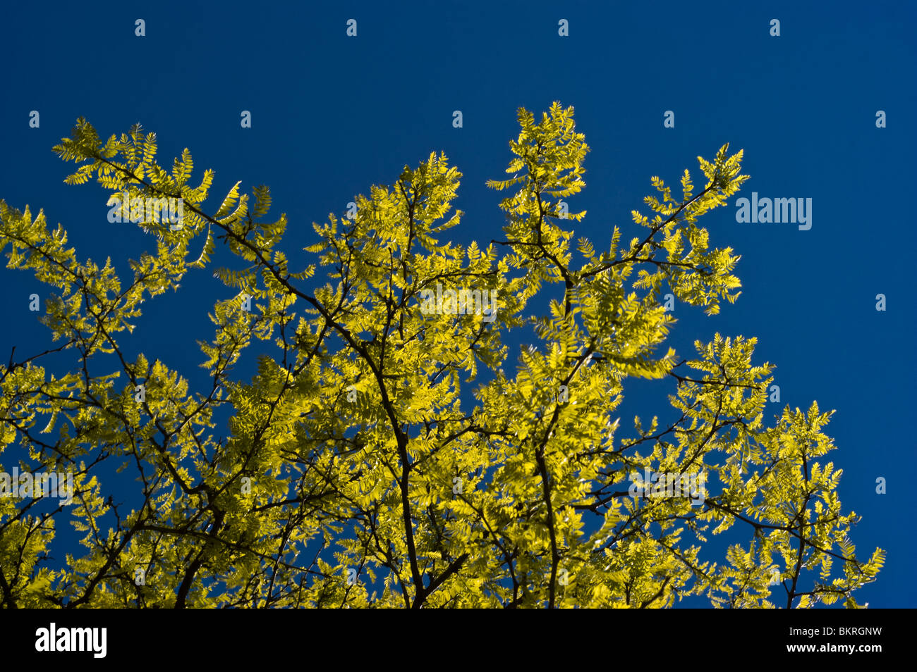 Scarlet Oak, Quercus Coccinea, Fagaceae, USA, Nordamerika, dab szkarlatny Stockfoto