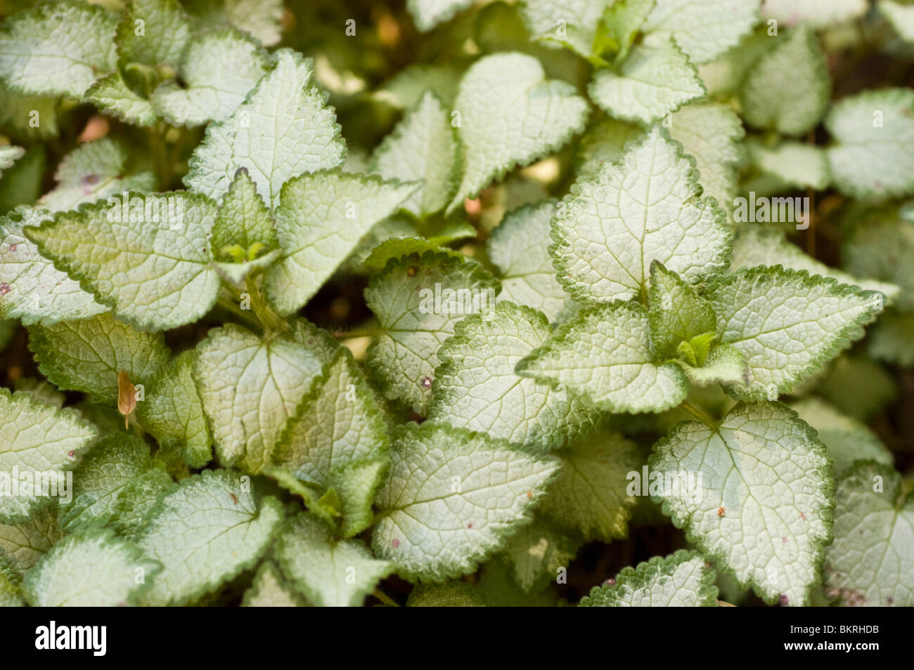 Lamium Maculatum, Blumen, Spotted weiße Taubnessel, Labiatae, Lila Drache Jasnota plamista Stockfoto