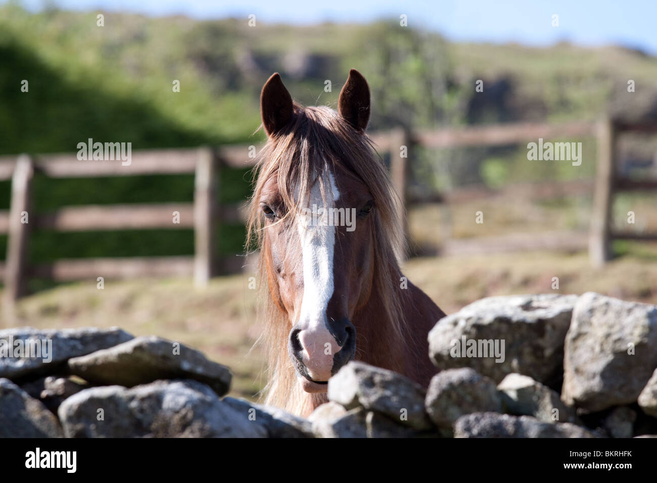 Beeindruckende Kopf Porträt der Kastanie Welsh Cob mit weiße Blesse über eine getrocknete Steinmauer mit verschwommenen Hintergrund Berge schauen Stockfoto