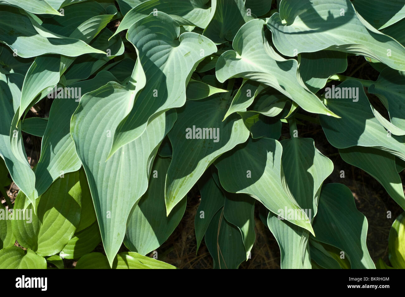 Hosta blauer Pfeil, Wegerich Lilly, Hostaceae Stockfoto