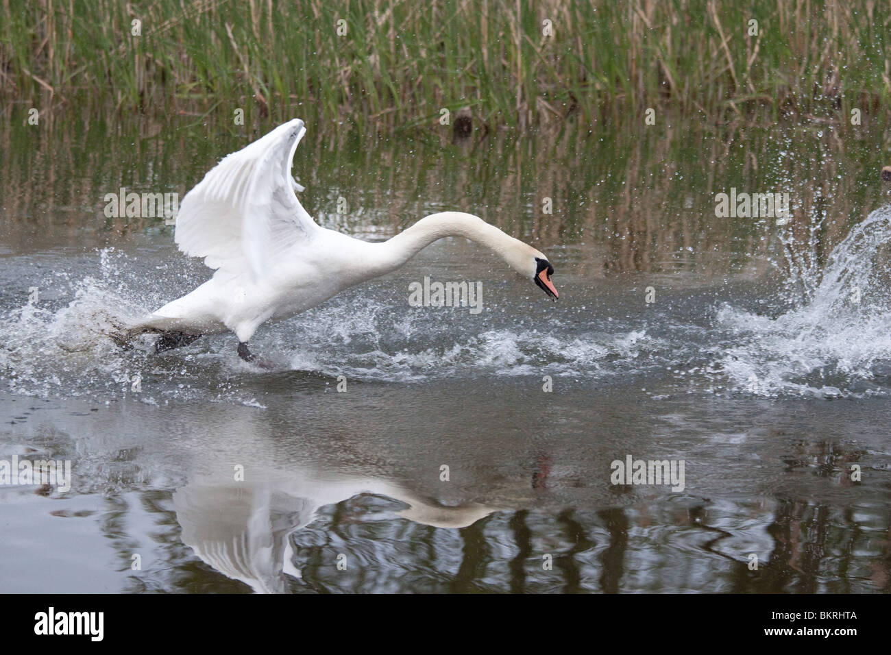 Höckerschwan jagen in aggressive Haltung in den Llangorse See, das Wasser plätschern und spritzt gegen einen Hintergrund von Schilf. Stockfoto