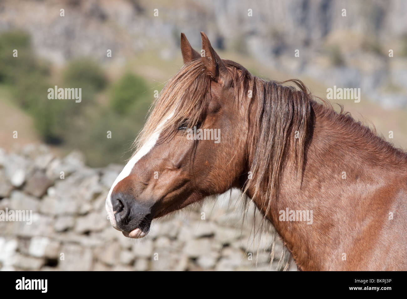 Nahaufnahme Foto von Kastanie Welsh Cob Seite Porträt gegen eine Steinmauer-Hintergrund Stockfoto