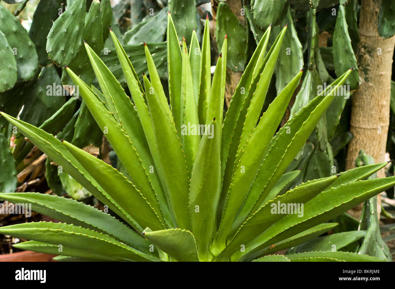 blaue Agave, Agave Tequila, Mezcal, Maguey, Agave Tequiliana Agavaceae, Mexiko Stockfoto