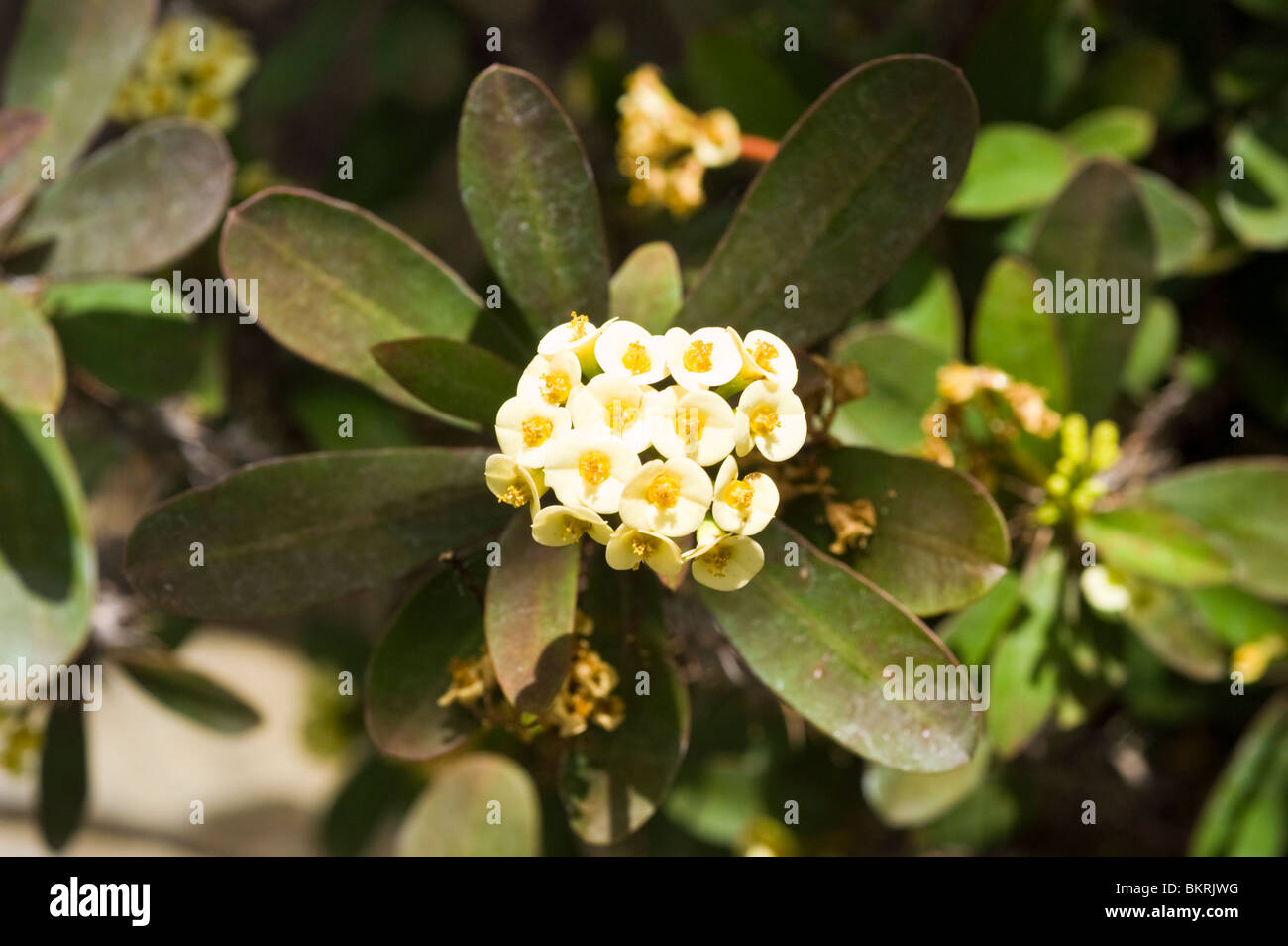 Krone von Dornen, Euphorbia Milii, blass, gelb, Blumen, Euphorbiaceae, Wilczomlecz Piekny, Korona cierniowa Stockfoto
