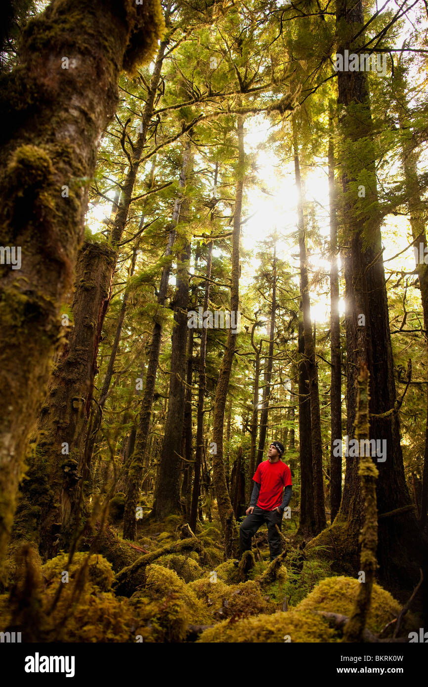 Ein Mann in Rot Wanderungen in einer Moosbewachsenen Regenwald auf den Queen Charlotte Islands von Haida Gwaii in British Columbia, Kanada von hohen Bäumen umgeben. Stockfoto