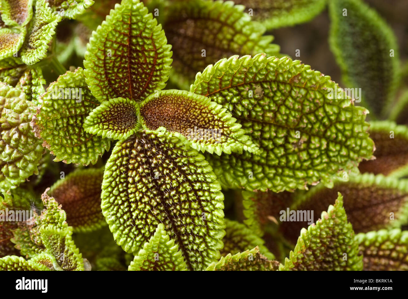 Moon Valley J.r.Haager, J.r.Haager Involucrata, Urticaceae- Stockfoto