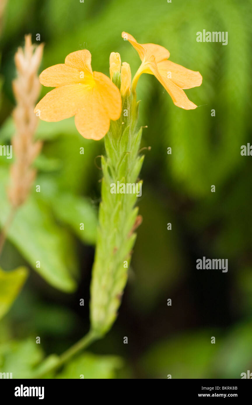 Crossandra Infundibuliformis Var Lutea, Acanthaceae Feuerwerkskörper Blume Stockfoto
