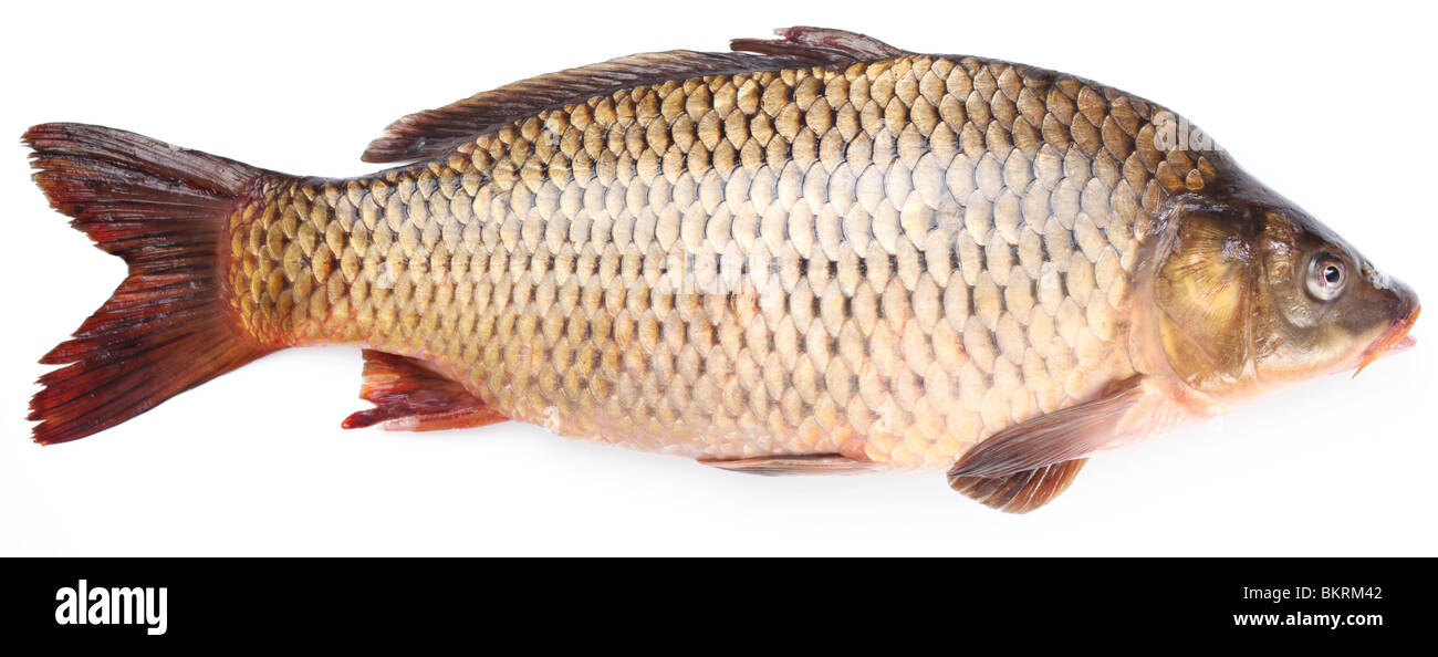 Frischer Fisch Karpfen auf weißem Hintergrund Stockfoto