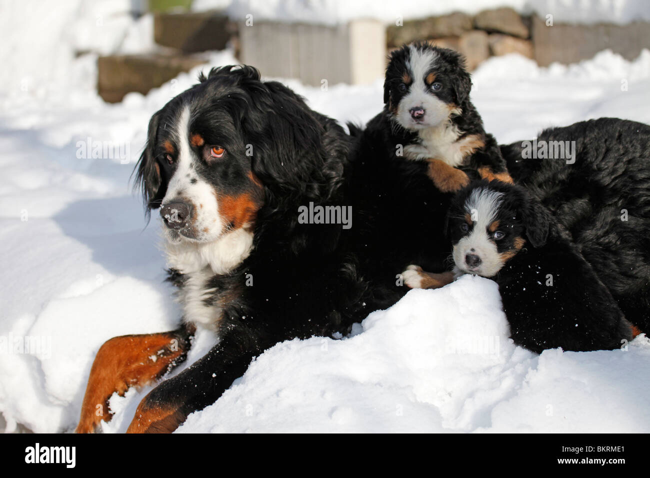 Berner Sennenhunde / Berner Sennenhunde Stockfoto