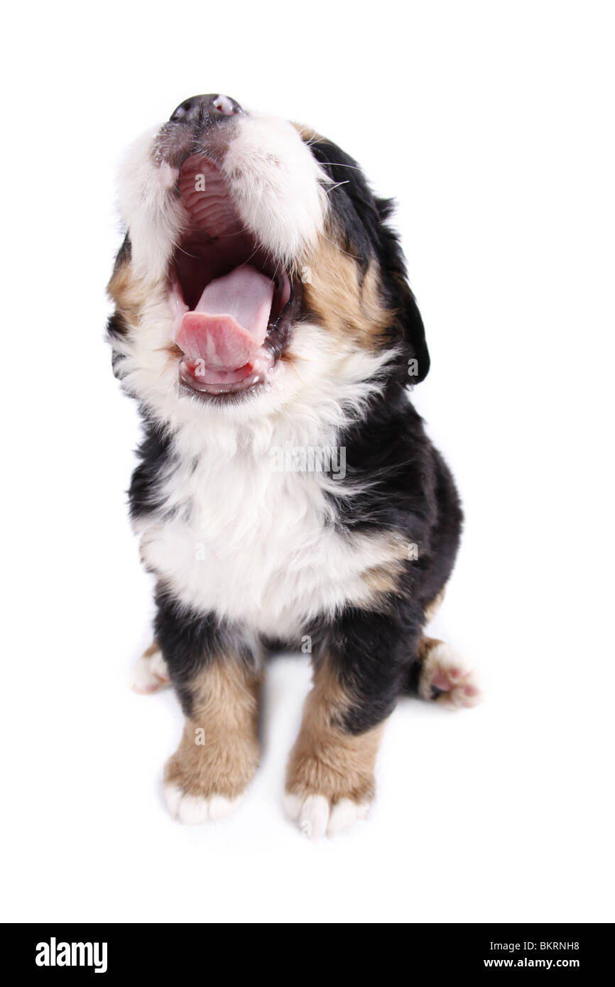 Berner Sennenhund Welpe / Berner Berg Hund Welpen Stockfoto