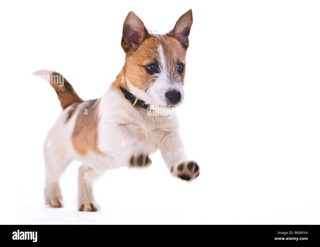 Jack Russell Welpen braun und weiß im studio Stockfoto