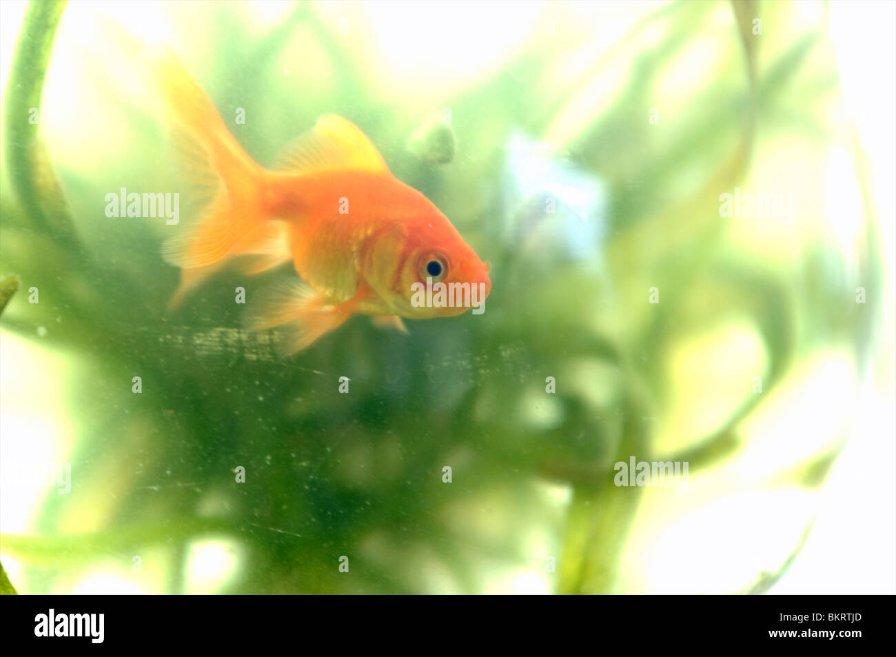 Goldfische in Schüssel Stockfoto