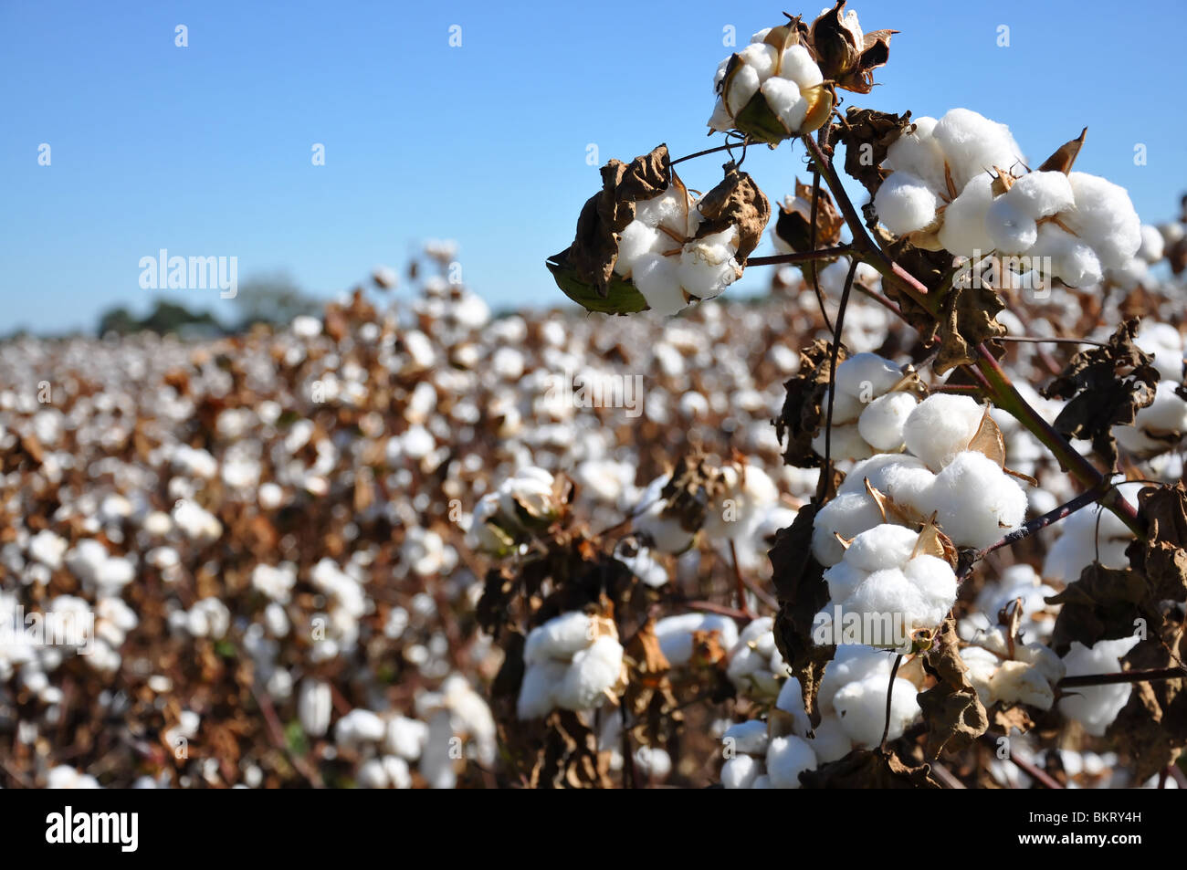 Baumwolle in Feld auf Bauernhof in Alabama. Stockfoto