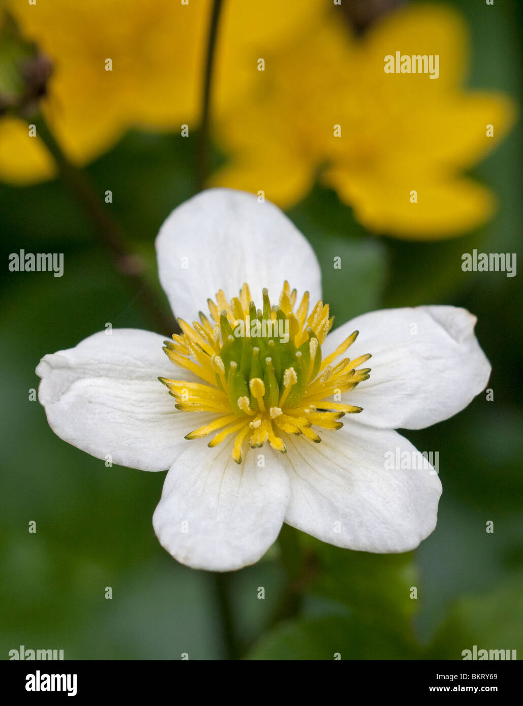 White Marsh Marigold (Caltha Palustris Alba) Stockfoto
