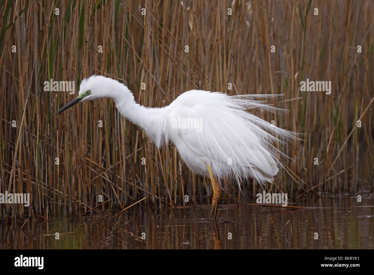 Silberreiher Casmerodius Albus Silberreiher Stockfoto