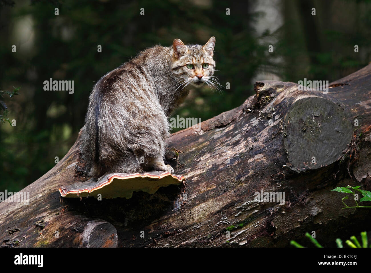 Wildkatze, Europäische, wildcat, Felis, Silvestris Stockfoto