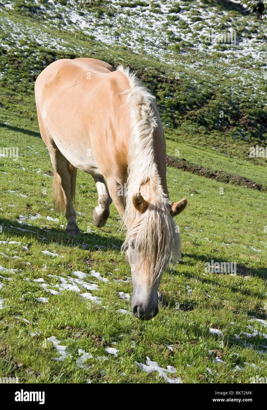 Haflinger Pferd frei in einer hohen Alm in den Dolomiten, Südtirol Stockfoto