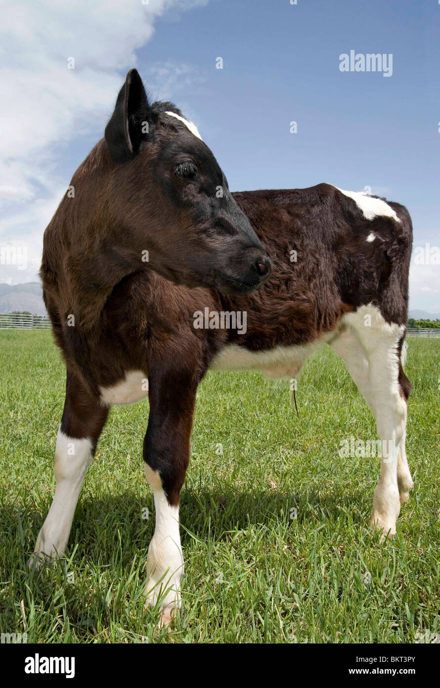 junge Kuh Kalb stehend in einer Wiese, auf der Suche nach rechts Stockfoto