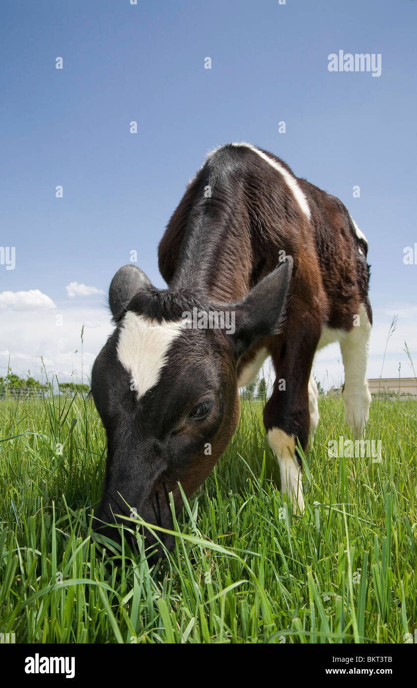 junge Kuh Kälberfütterung auf einer Wiese in einer Molkerei Ranch in voller Länge Weitwinkel-Ansicht Stockfoto