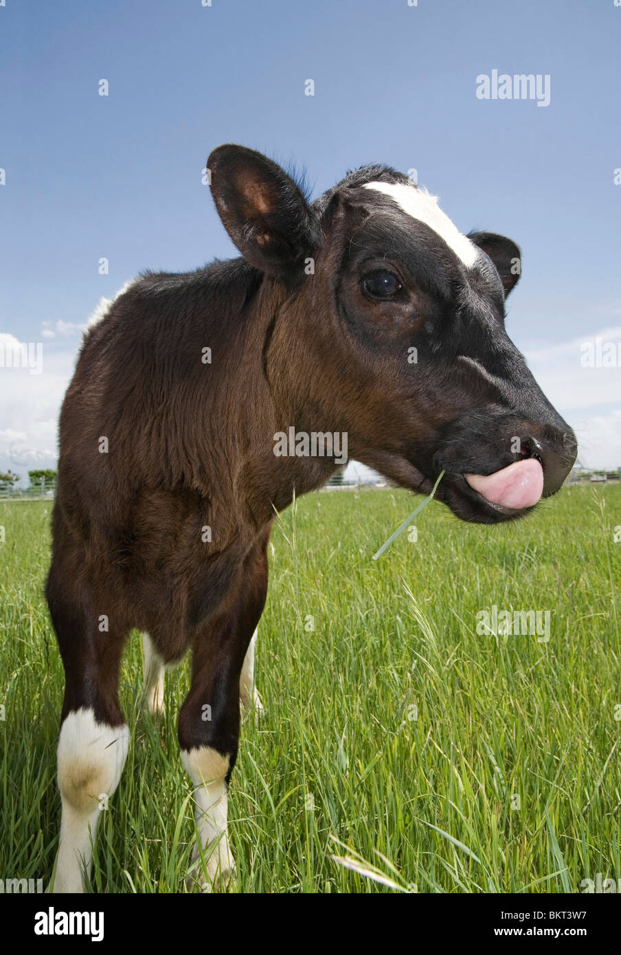 lustige junge Kuh Kalb Fütterung in einem Feld mit Zunge heraus Nahaufnahme Stockfoto