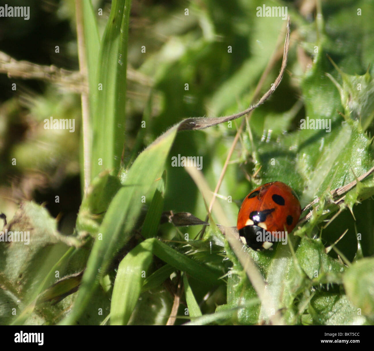 Lady Bird Stockfoto