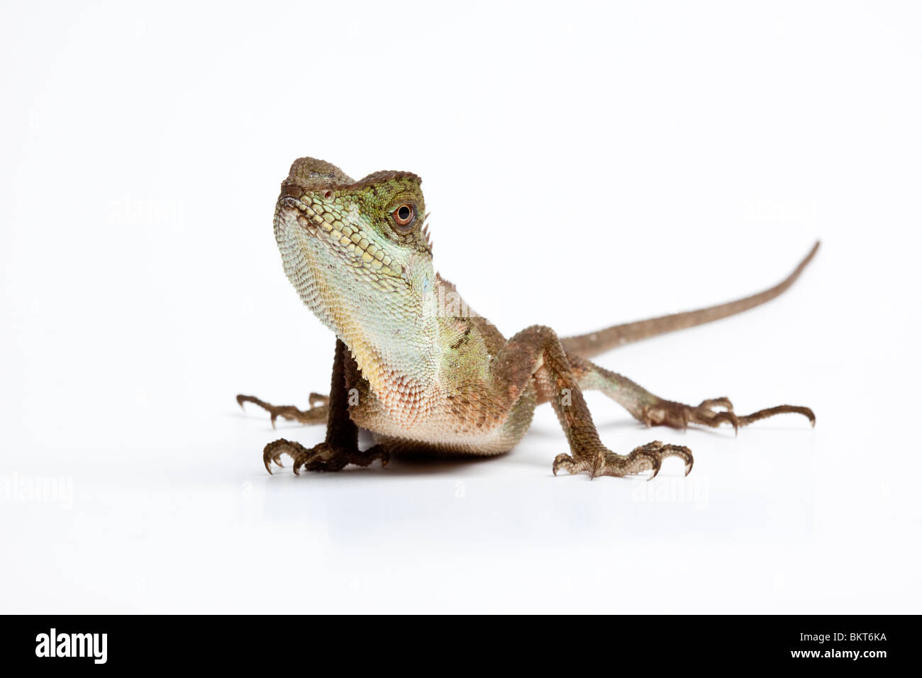 Berg-Krötenechsen, Acanthosaura Crucigera, Asien Stockfoto