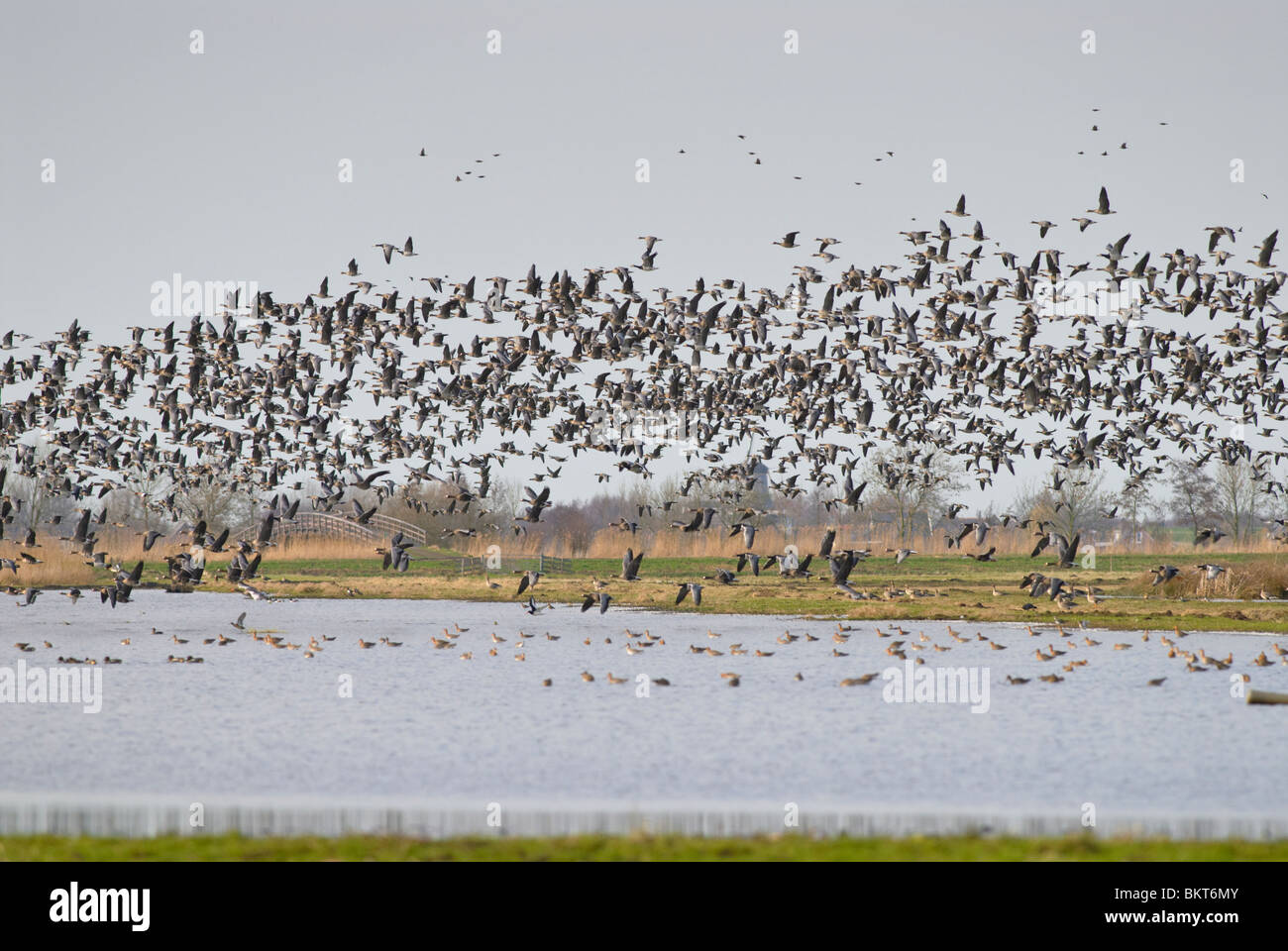 Kolgans; Größere weiße – Anser Gans; Anser Albifrons; Brandgans; Barnacle Goose; Branta Leucopsis. Stockfoto