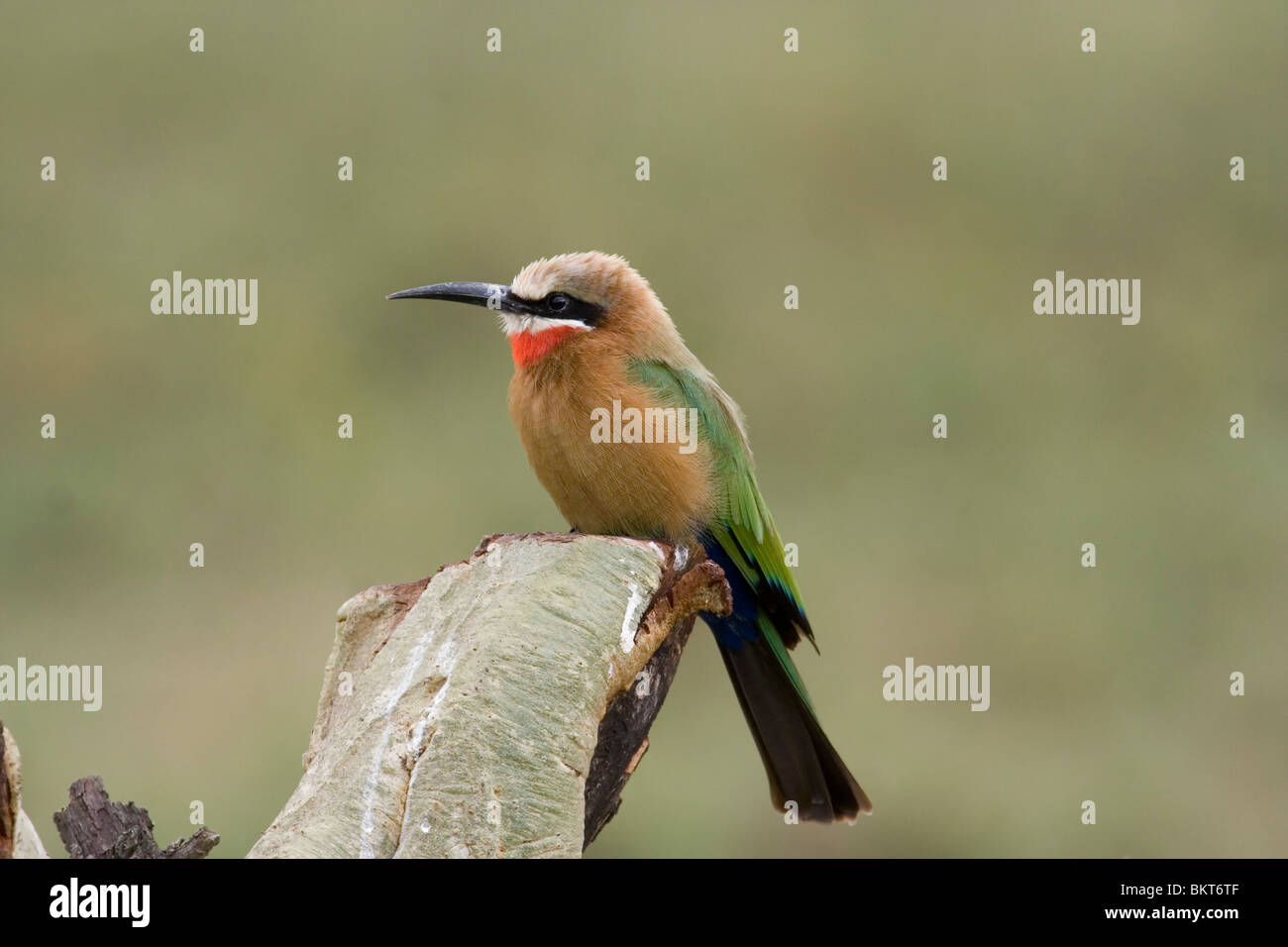 Bienenfresser mit weißer Fassade, Zentralkenia. Stockfoto
