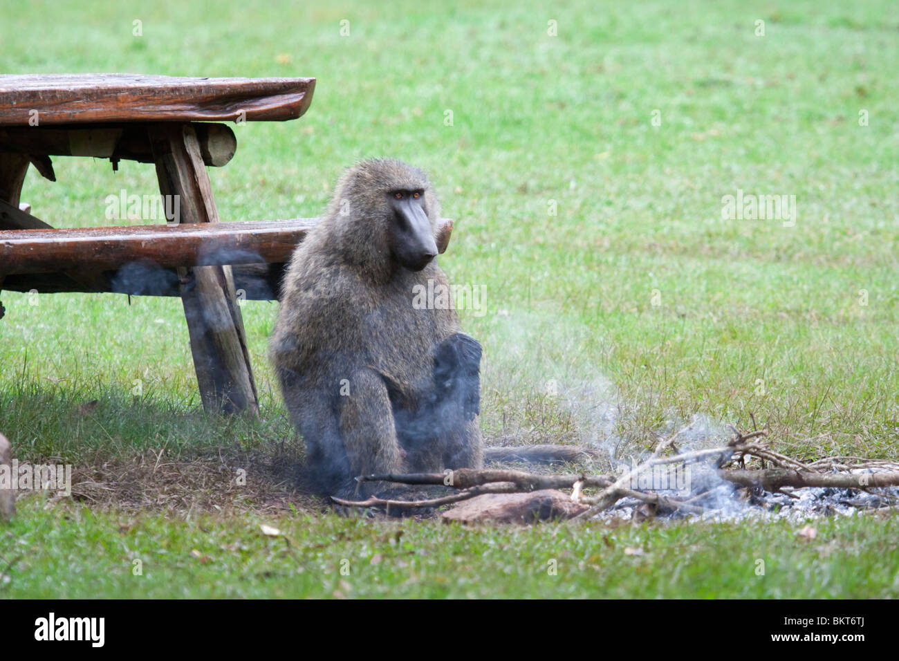 Ein Olivenpaan (Papio anubis), der sich am Lagerfeuer im Mount Elgon National Park, Kenia, erwärmt. Stockfoto