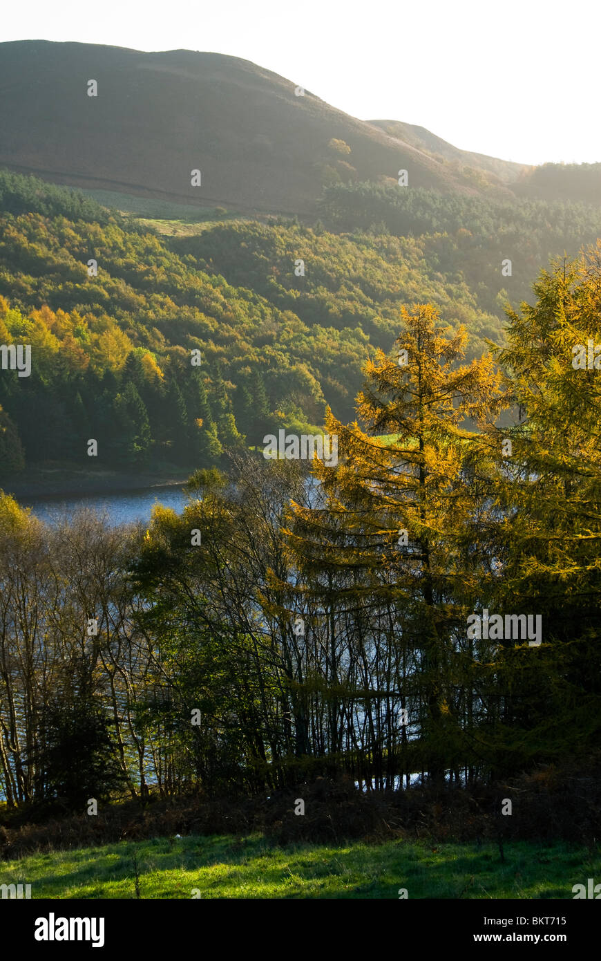 Herbstfarben in den Bäumen durch Ladybower Vorratsbehälter, Peak District, Derbyshire, England, UK Stockfoto