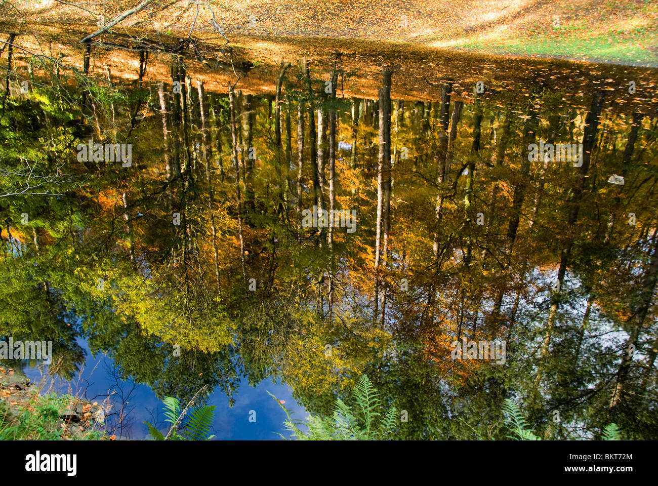 Herbstfarben in den Bäumen reflektiert in Ladybower Vorratsbehälter, Peak District, Derbyshire, England, UK Stockfoto