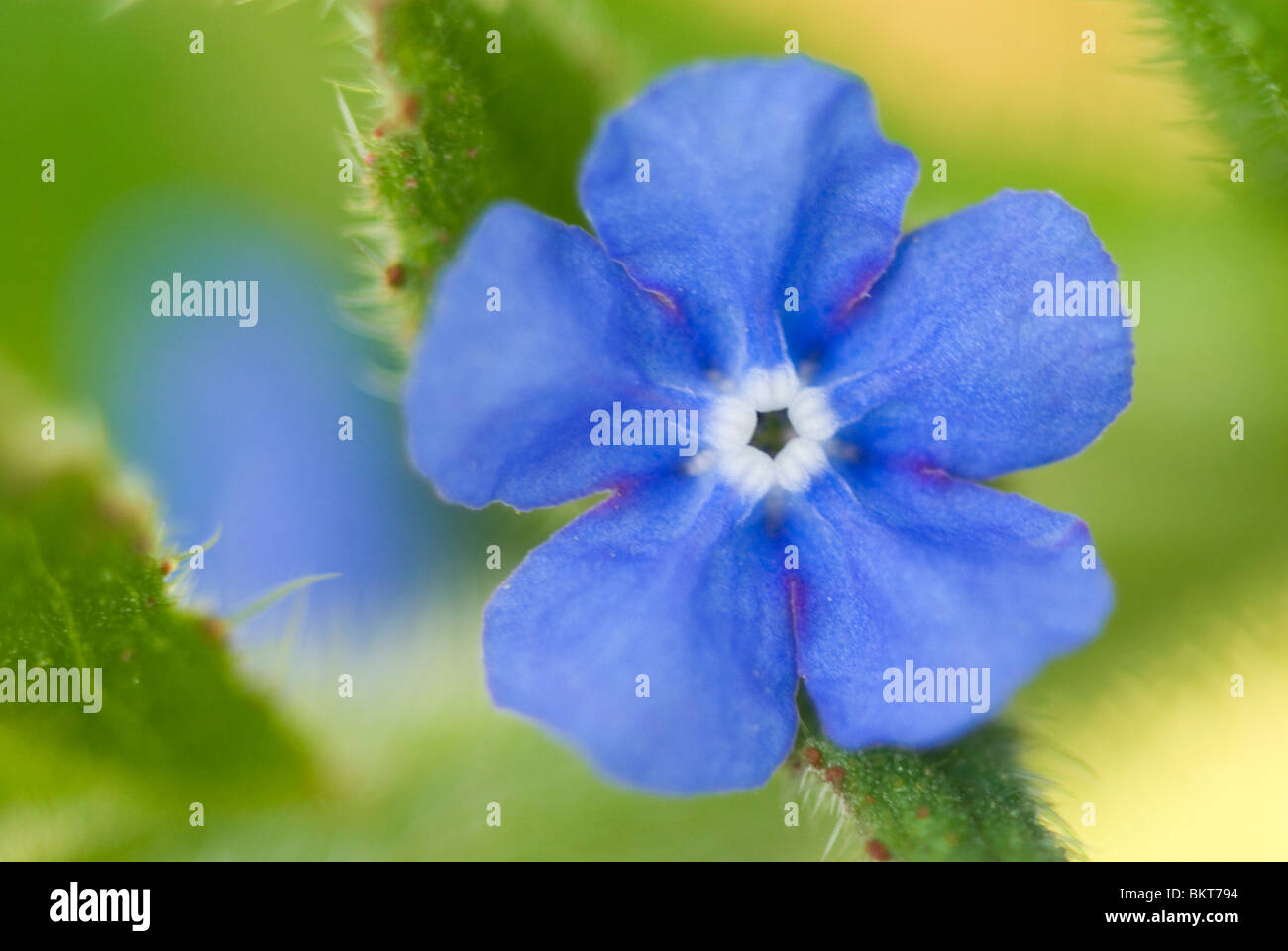 Italiaanse Ossentong; italienische bugloss Stockfoto