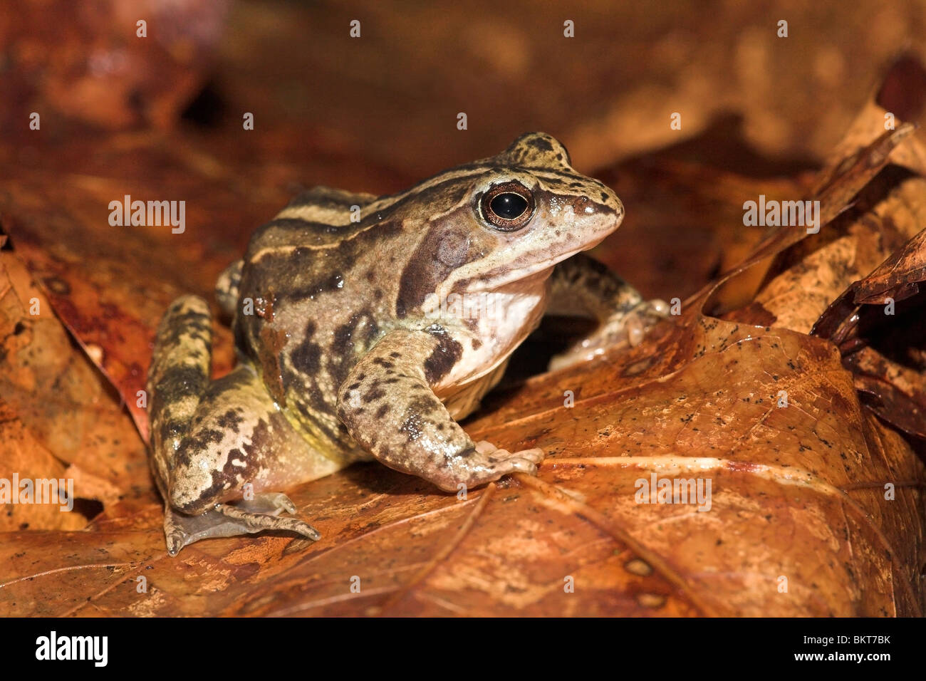 Seitenansicht eines Frosches Moor mit seiner Dorsalstripe gut sichtbar auf der Oberseite rotbraun Blätter Stockfoto