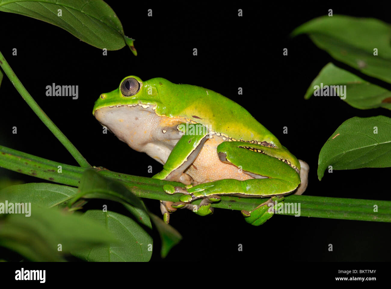 riesiger Affe Frosch Roepend Boom; riesiger Affe Frosch Aufruf im Baum