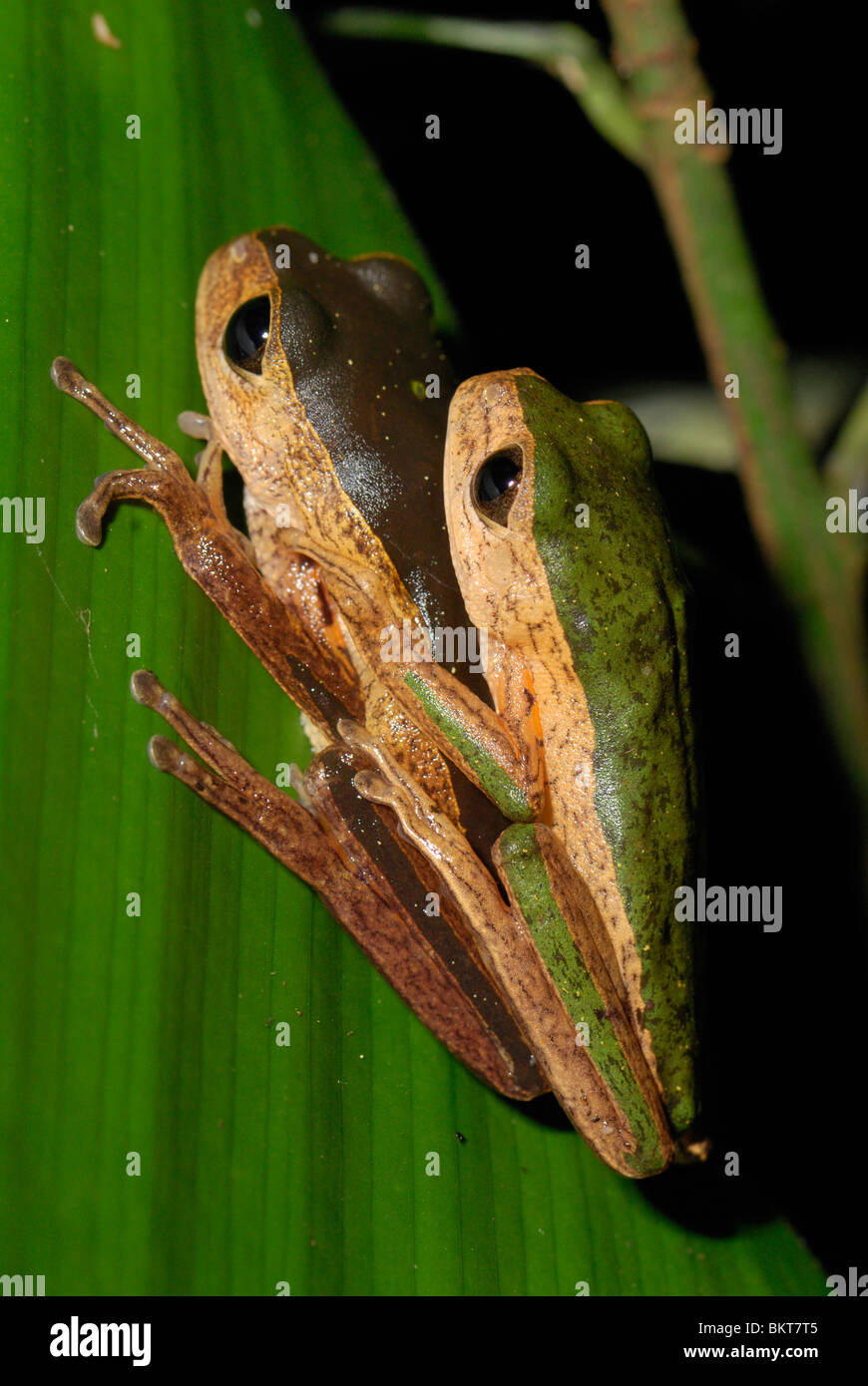 Paartje Phyllomedusa Palliata in Amplex; paar von Phyllomedusa Palliata