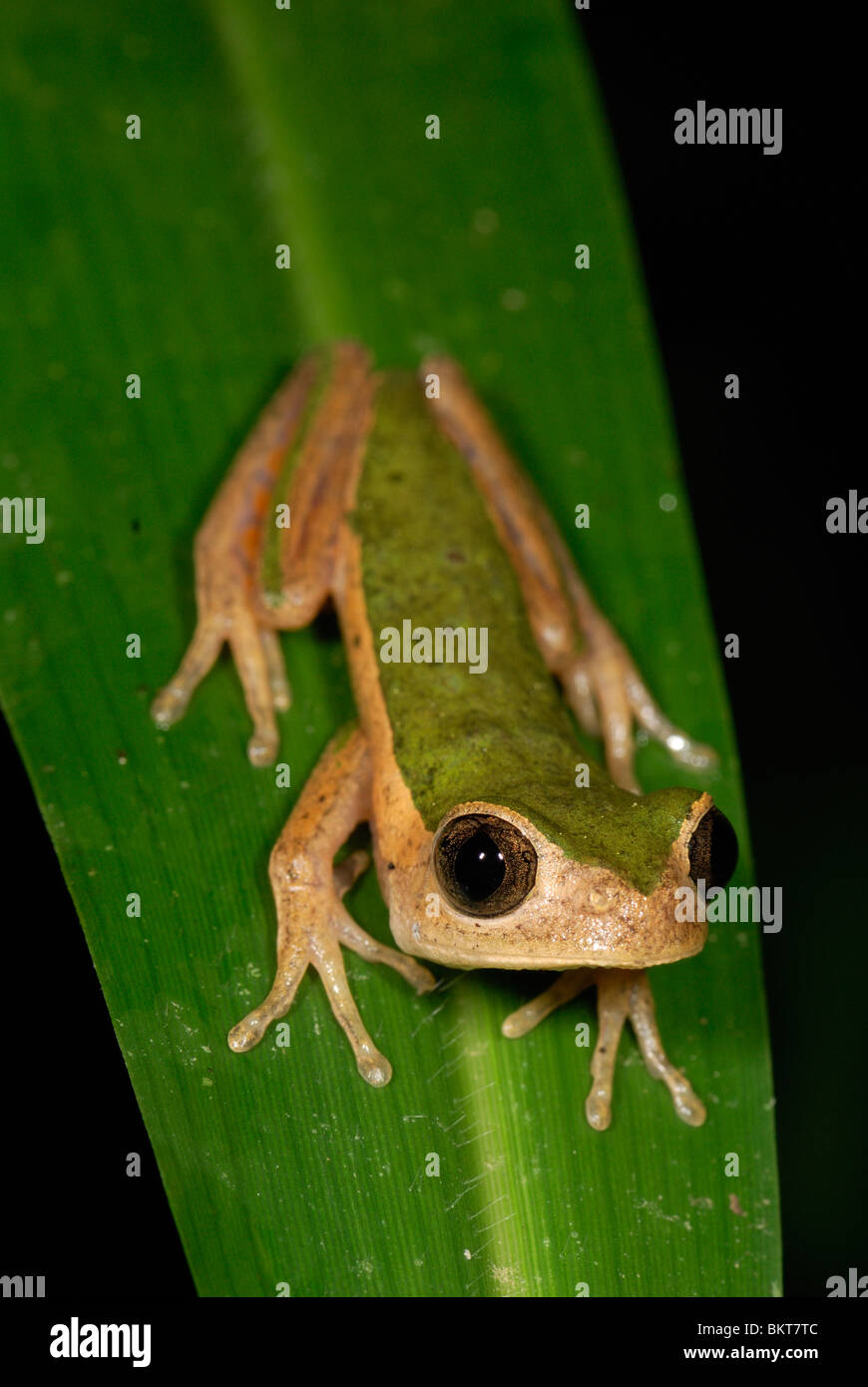 Phyollomedus palliata Fotos und Bildmaterial in hoher Auflösung Alamy