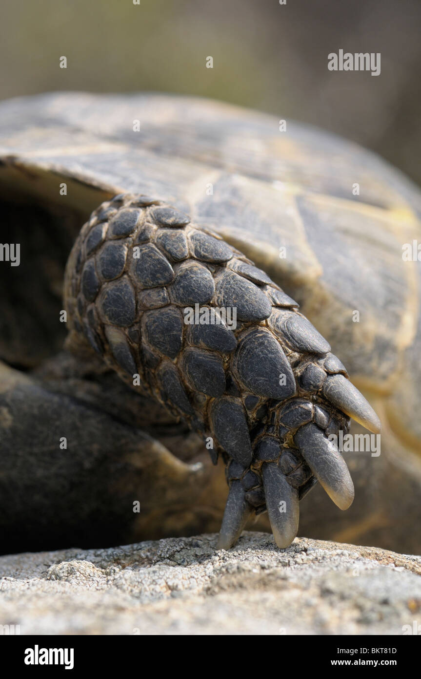 Voorpoot van Moorse Landschildpad; Front-Leg ein Sporn-thighed tortoise Stockfoto