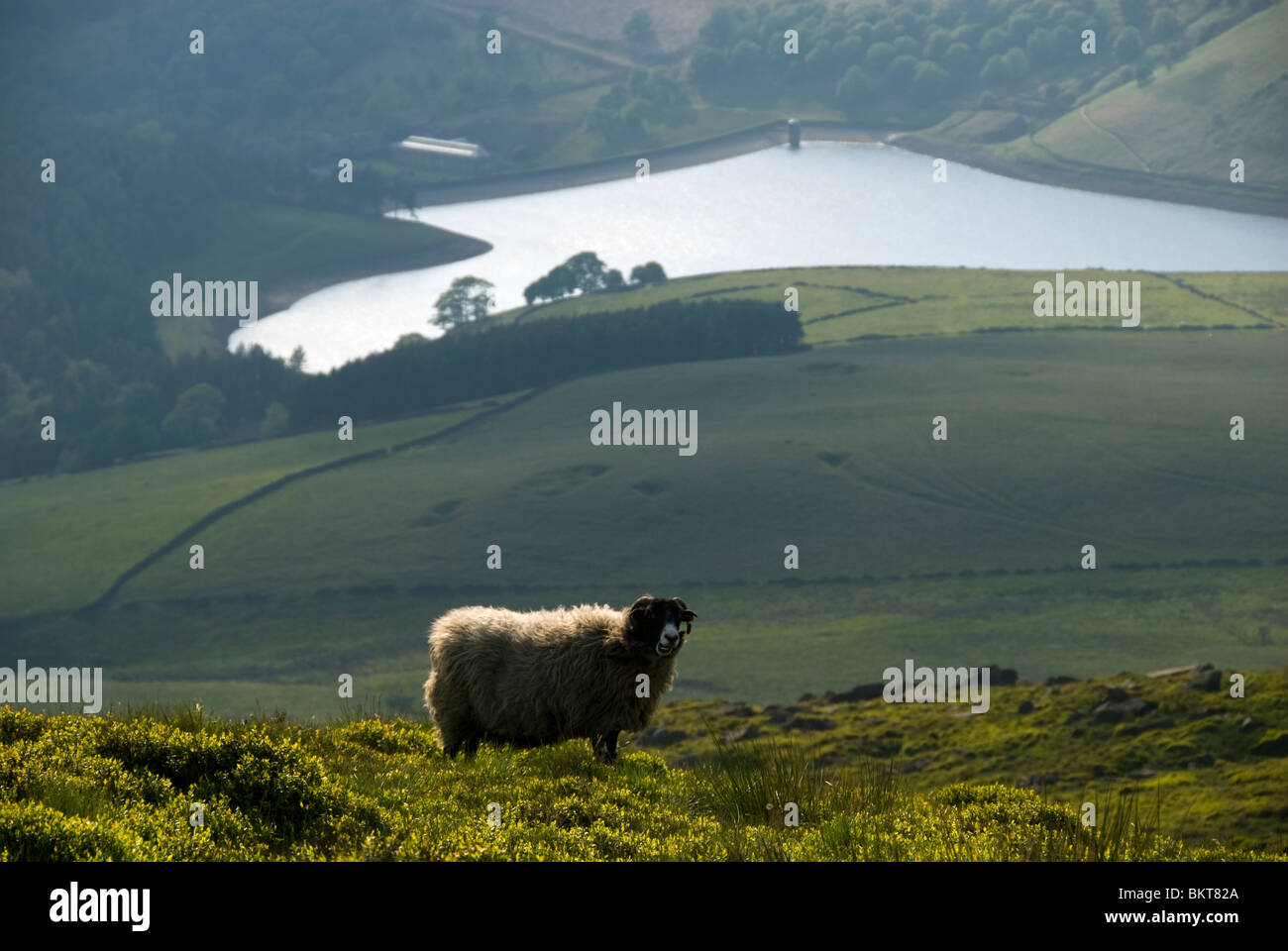 Ein Schaf auf der Hügelseite über dem Kinder Reservoir, Hayfield, Peak District, Derbyshire, England, Großbritannien Stockfoto