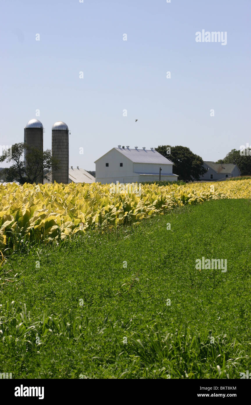 Tabak wächst auf einem amischen Bauernhof in Lancaster County, PA Stockfoto