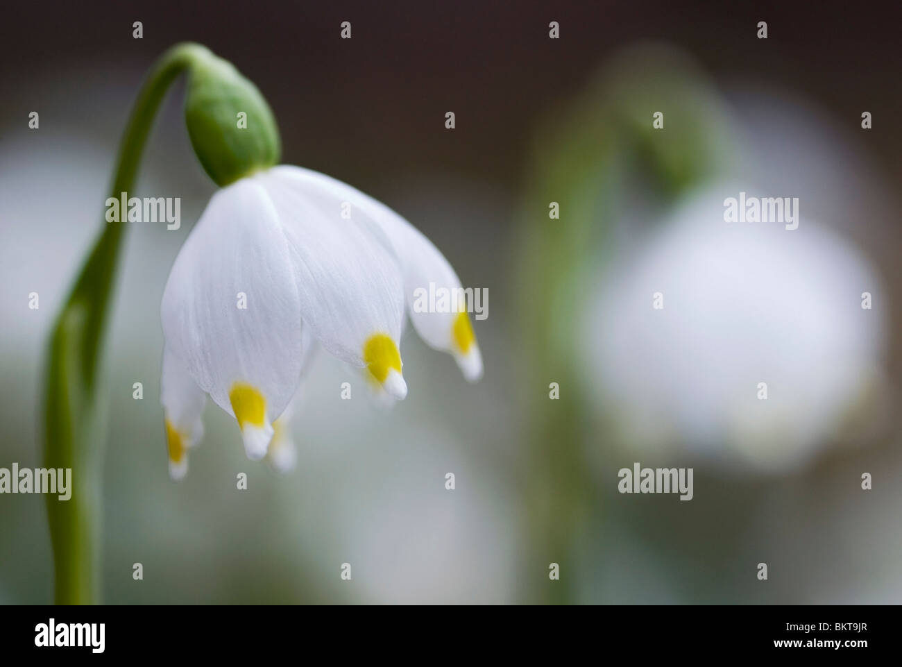 Makro Opname van Een Lenteklokje met Een Tweede Op de Achtergrond in de Herhaling; Makro-Bild einer Feder Schneeflocke Stockfoto