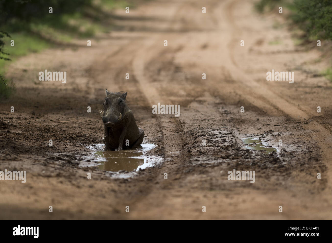 Weibliche Warzenschwein zu schwelgen in der Straße, Wasserloch, Namibia. Stockfoto