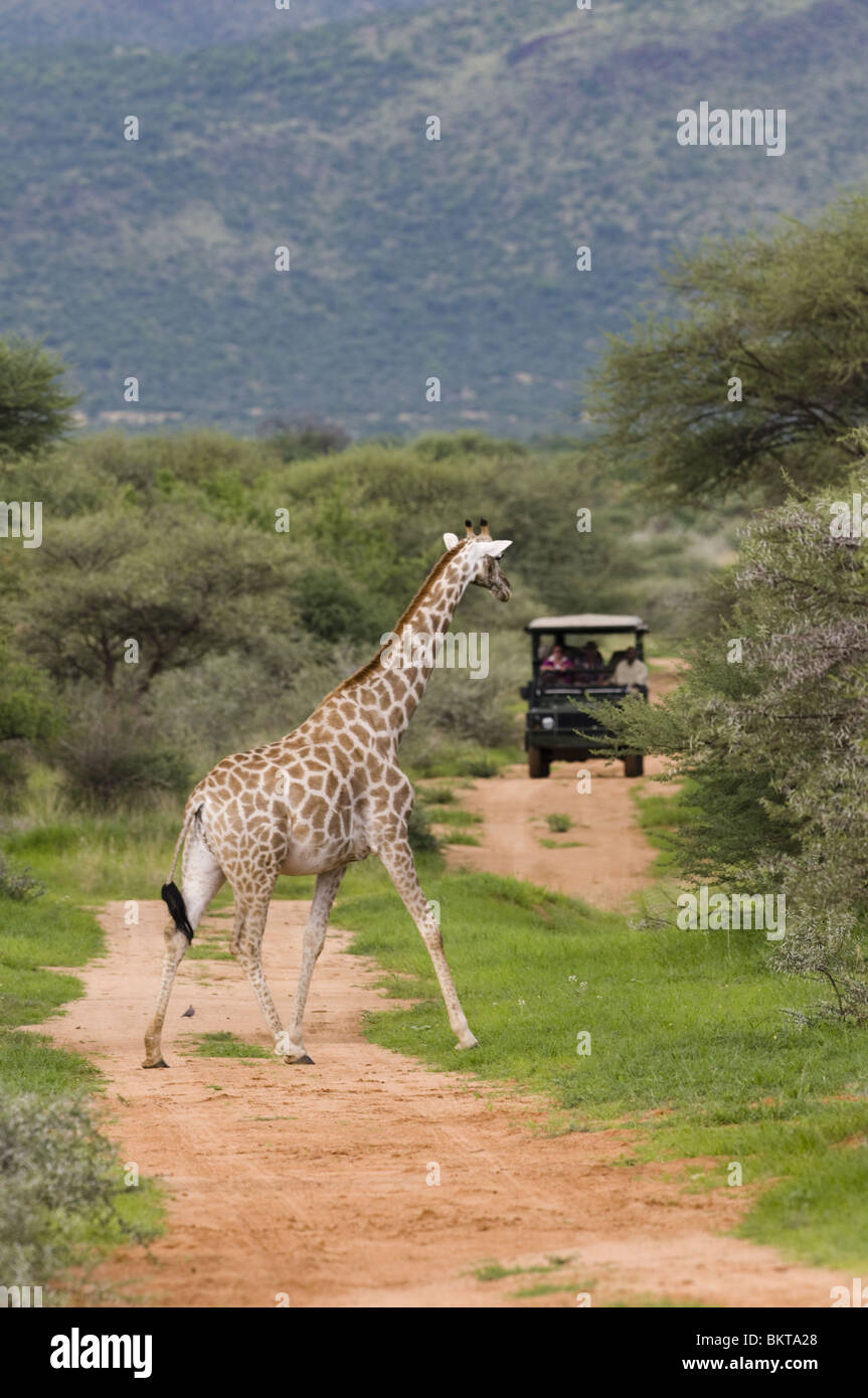 Giraffe Kreuzung Straße vor Safari Pirschfahrt Landrover, Wasserloch, Namibia. Stockfoto