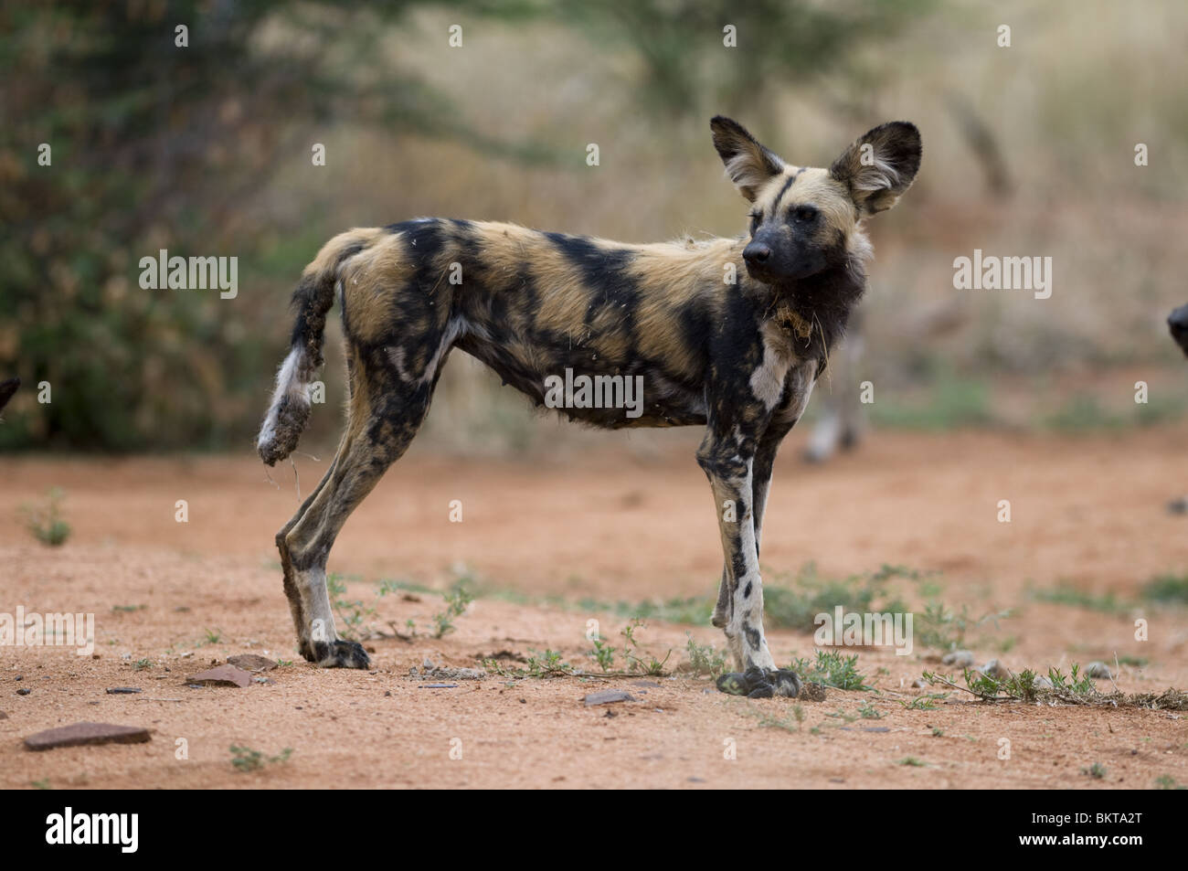 Wildhund am Wasserloch zu reservieren, Namibia. Stockfoto