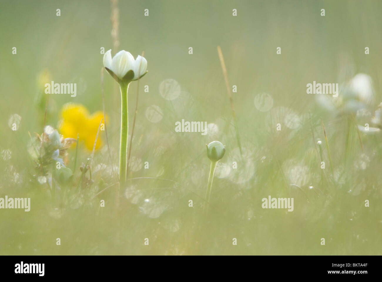 Grass von Parnassus; Parnassia; Stockfoto