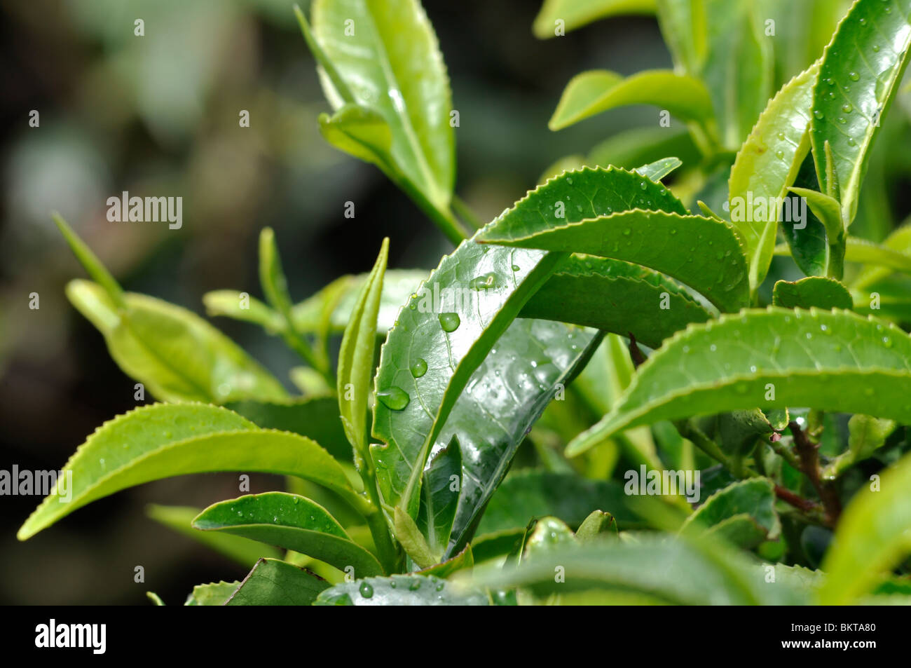 Teeblätter 05 in einem Teegarten bei Munnar, Kerala in den Westghats von Indien Stockfoto