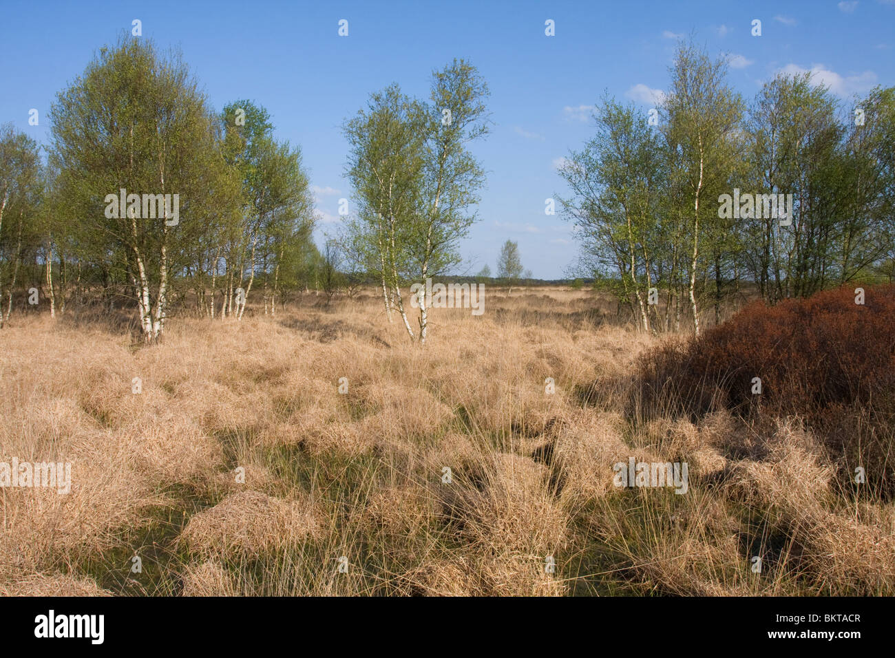 Die natürliche Umgebung der Balloerveld in der Provinz Drenthe Stockfoto