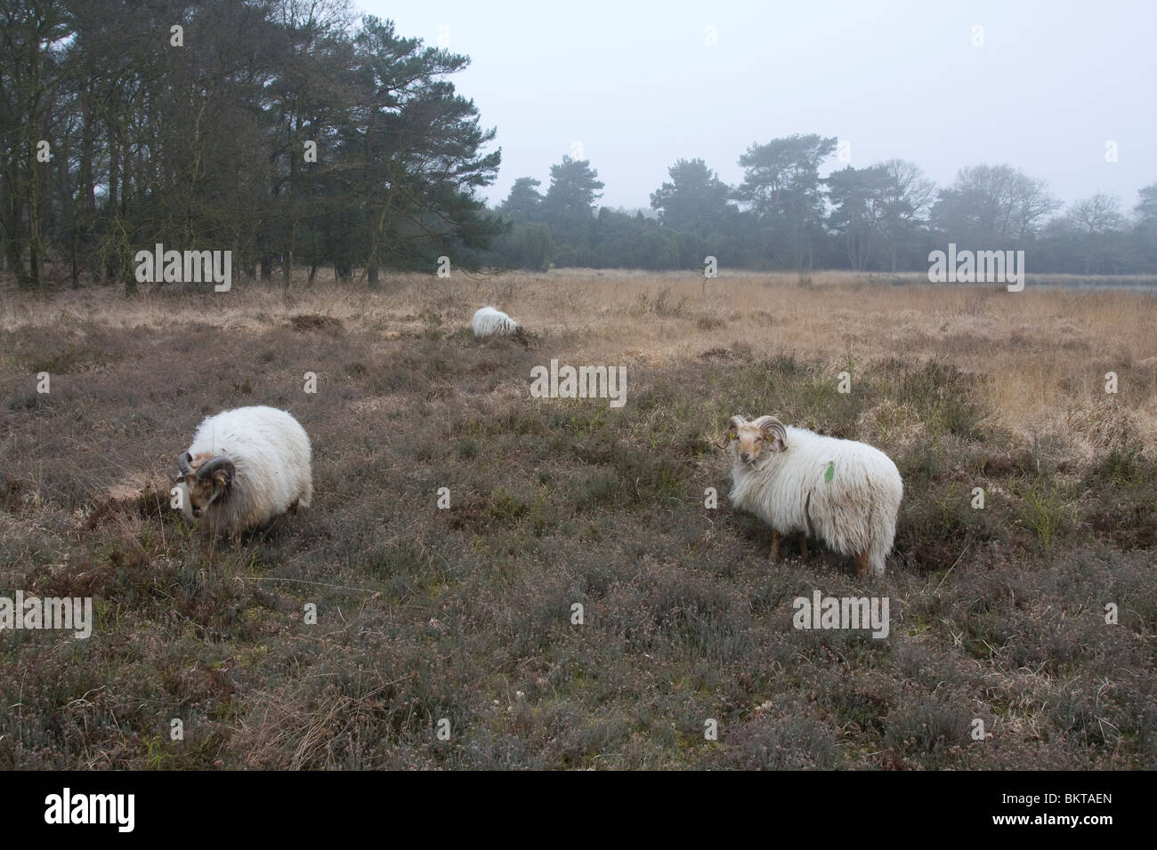 Drentse Heideschapen in Kampsheide; Stockfoto