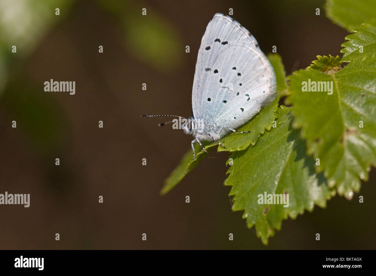 Boomblauwtje; Holly Blue Stockfoto