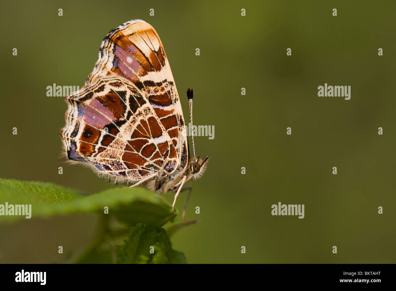 Landkaartje Voorjaarsgeneratie; 1. Generation Karte Schmetterling Stockfoto